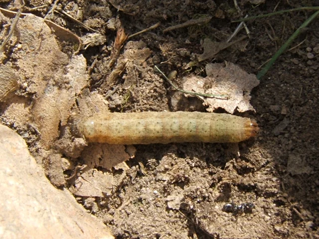 Cutworms