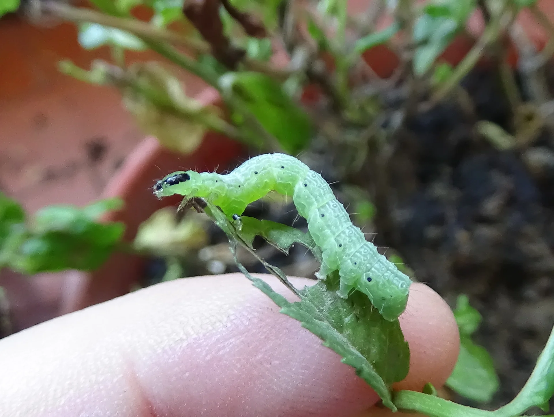 Green looper caterpillar chewing a hole in a soft crop leaf