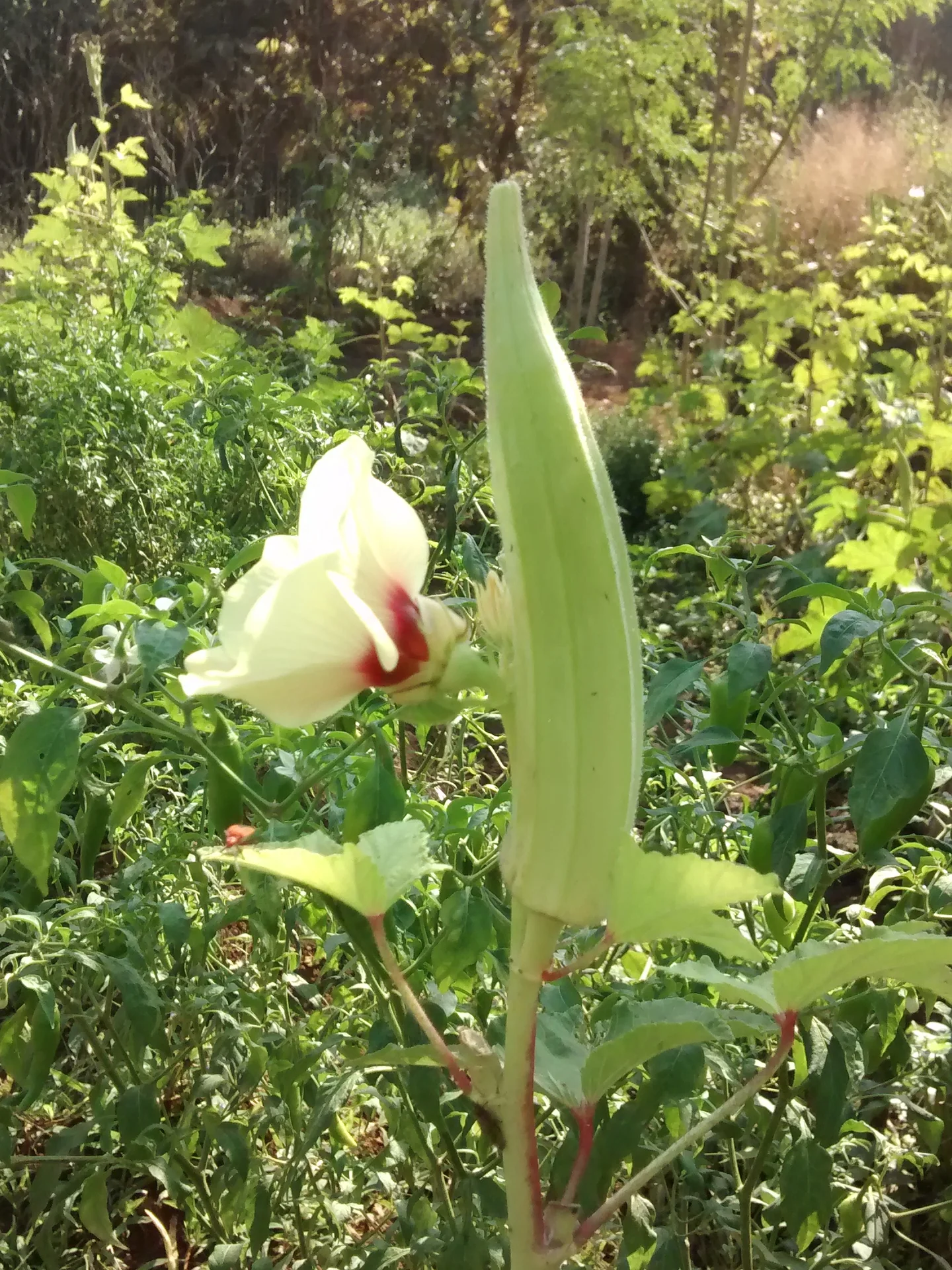 A green okra pod growing upright on the plant beside a pale-yellow flower in the field