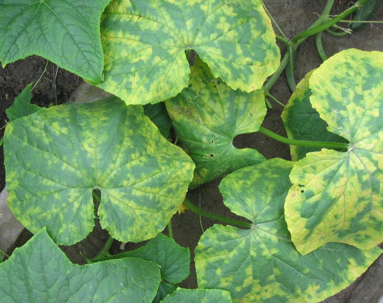Cucumber plant leaves in the field showing the yellow-and-green mosaic patchwork of cucumber mosaic virus
