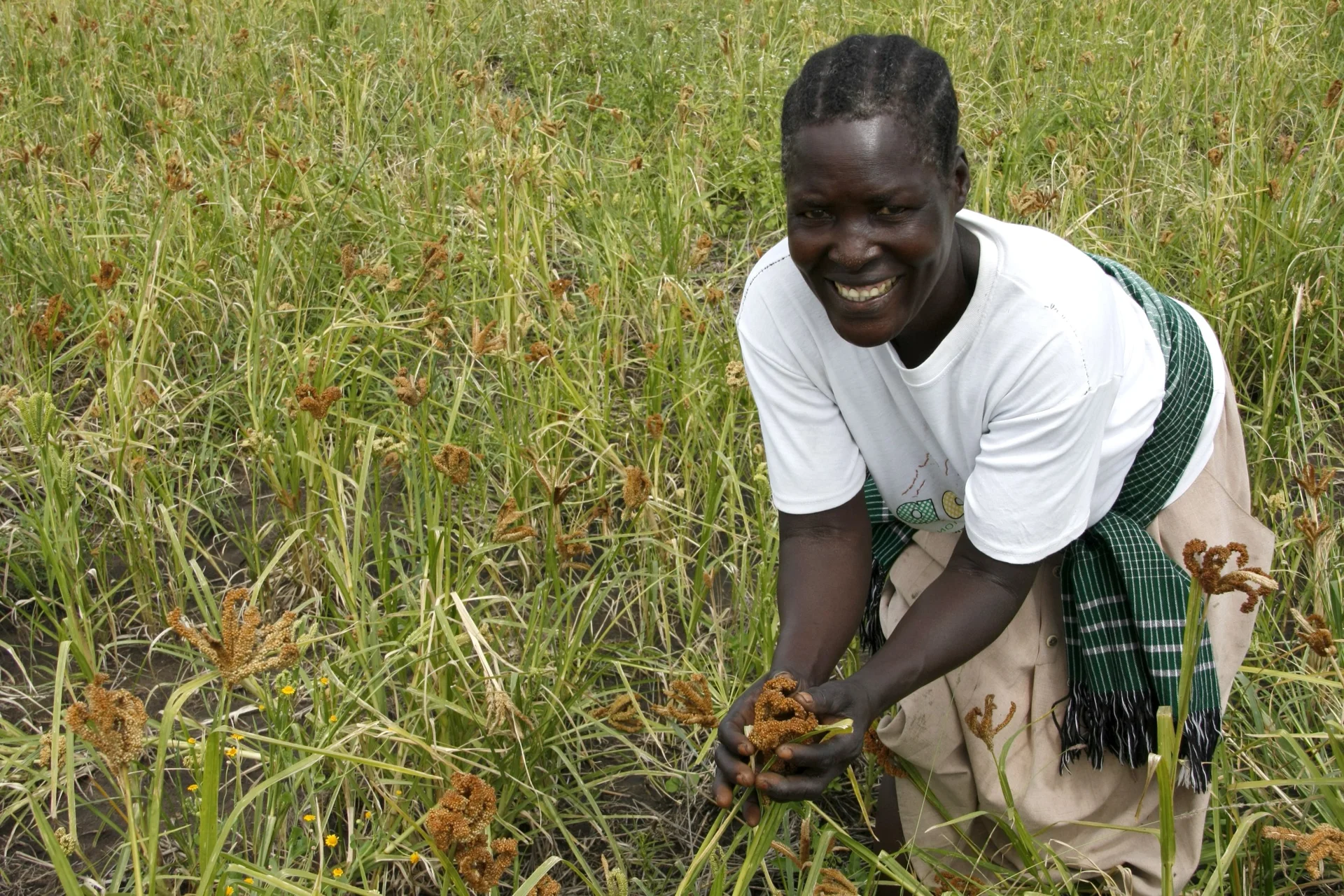 A farmer in northern Uganda harvesting finger millet, holding a handful of the brown finger-like grain heads