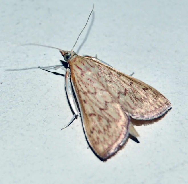Sesame capsule borer