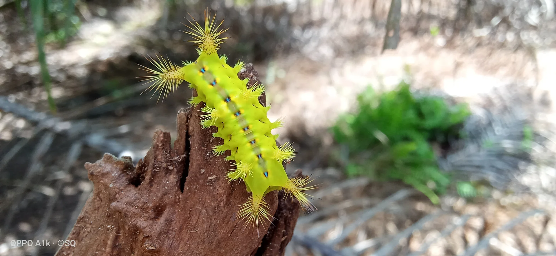 Yellow-green nettle caterpillar (oil-palm slug moth, Setora nitens) covered in clusters of stiff stinging spines