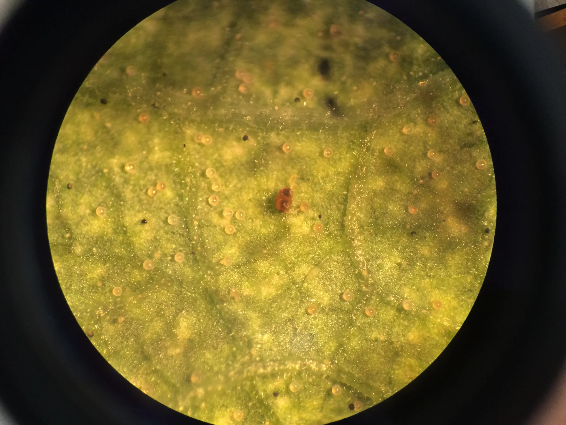 Underside of a bean leaf viewed close up: an orange-red spider mite among clear round eggs and fine silk webbing