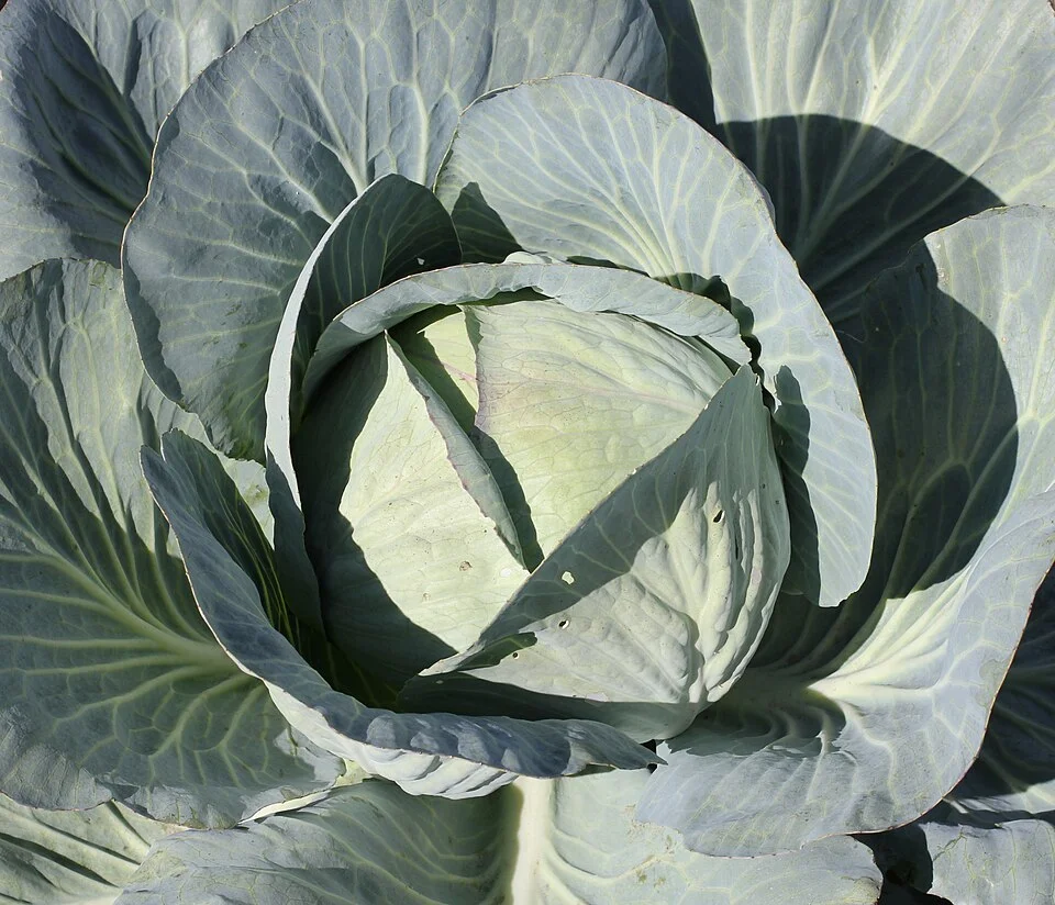 Cabbage