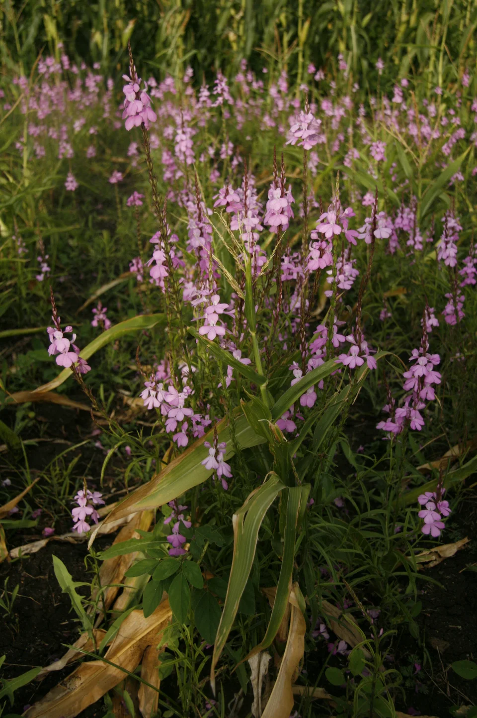 Striga (witchweed)