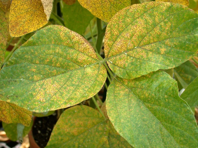 Soybean leaves densely covered with tan and reddish-brown rust pustules and yellowing between the veins