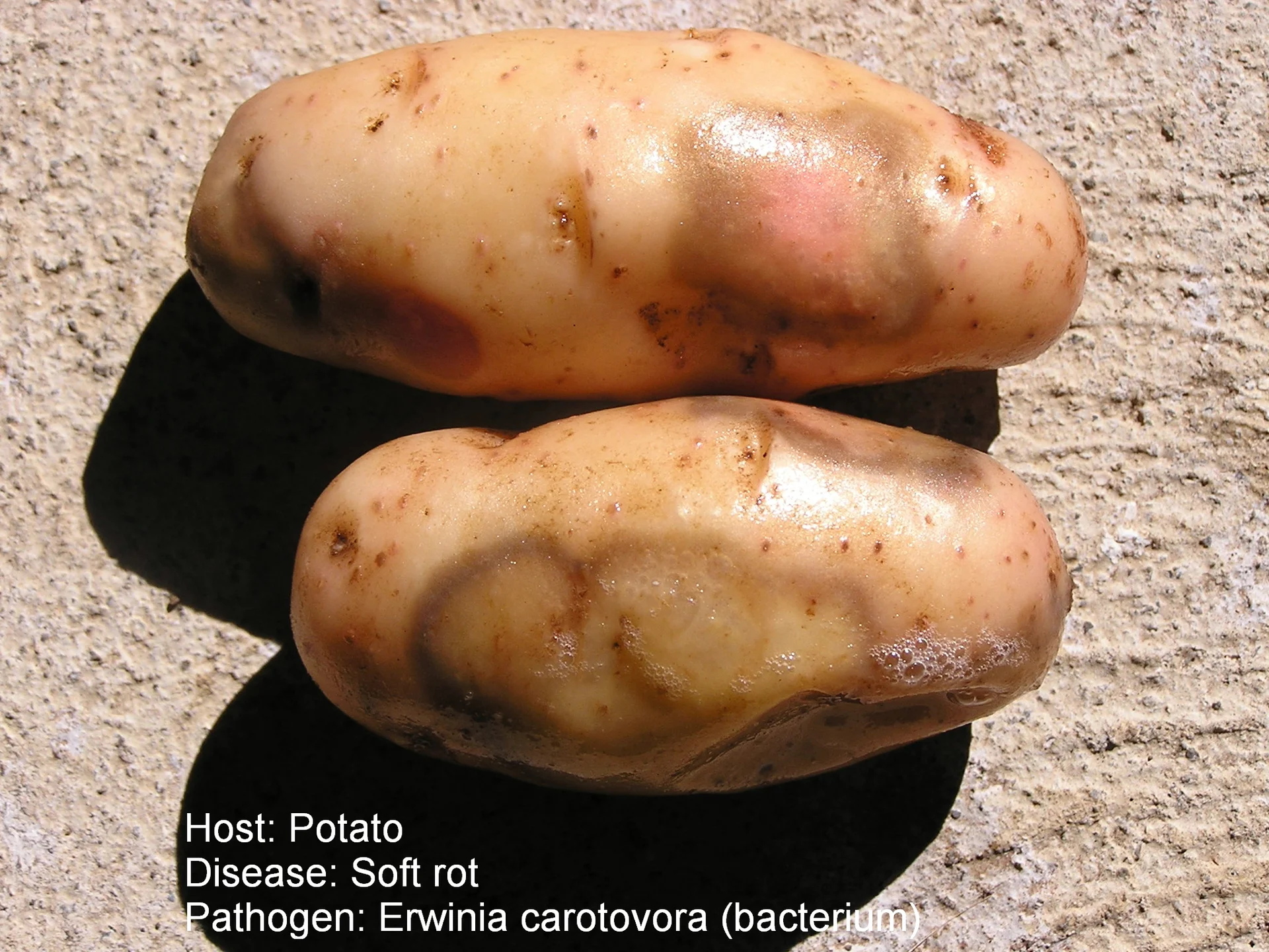 Two potato tubers with soft rot: dark, sunken, wet patches on the skin oozing frothy liquid