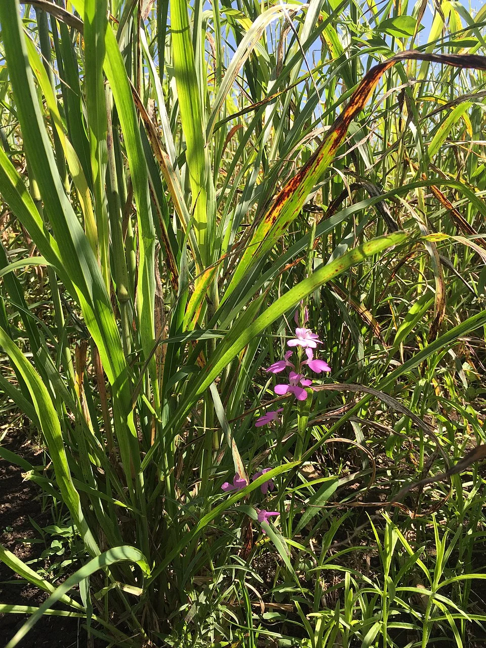 Striga (witchweed)