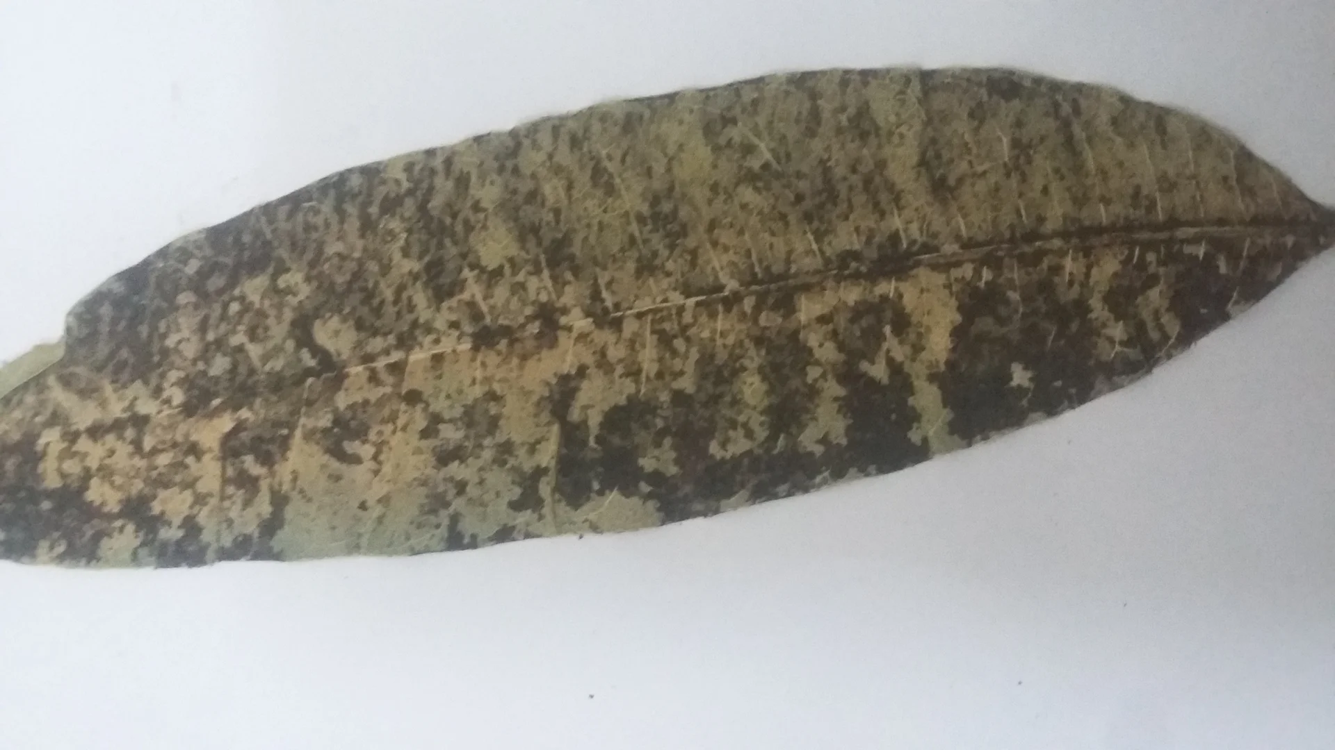 Mango leaf coated in black sooty mould, the tell-tale damage left by feeding mango hoppers