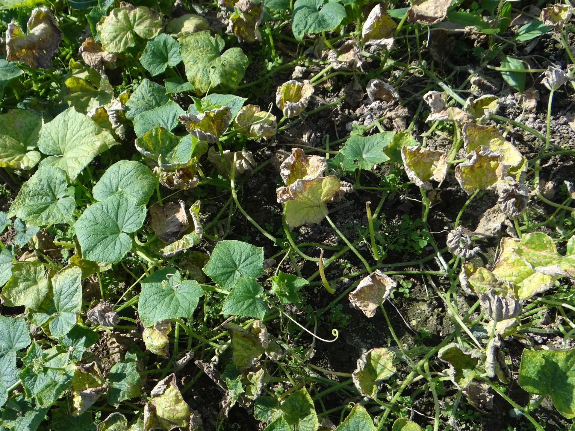Cucumber field with downy-mildew leaves yellowed, browned and collapsing across the crop