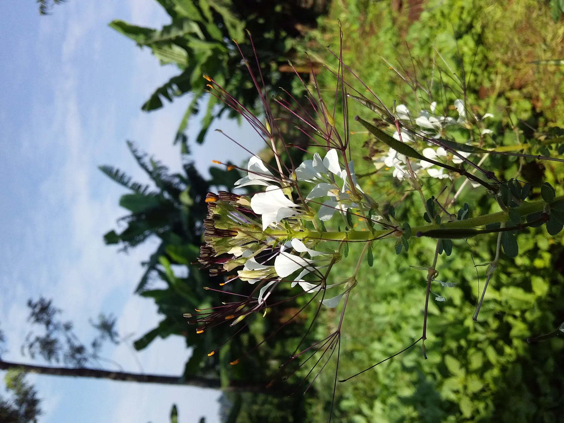 Spider plant (Cleome gynandra) in flower — white flowers with long purple 'cat's whiskers' stamens