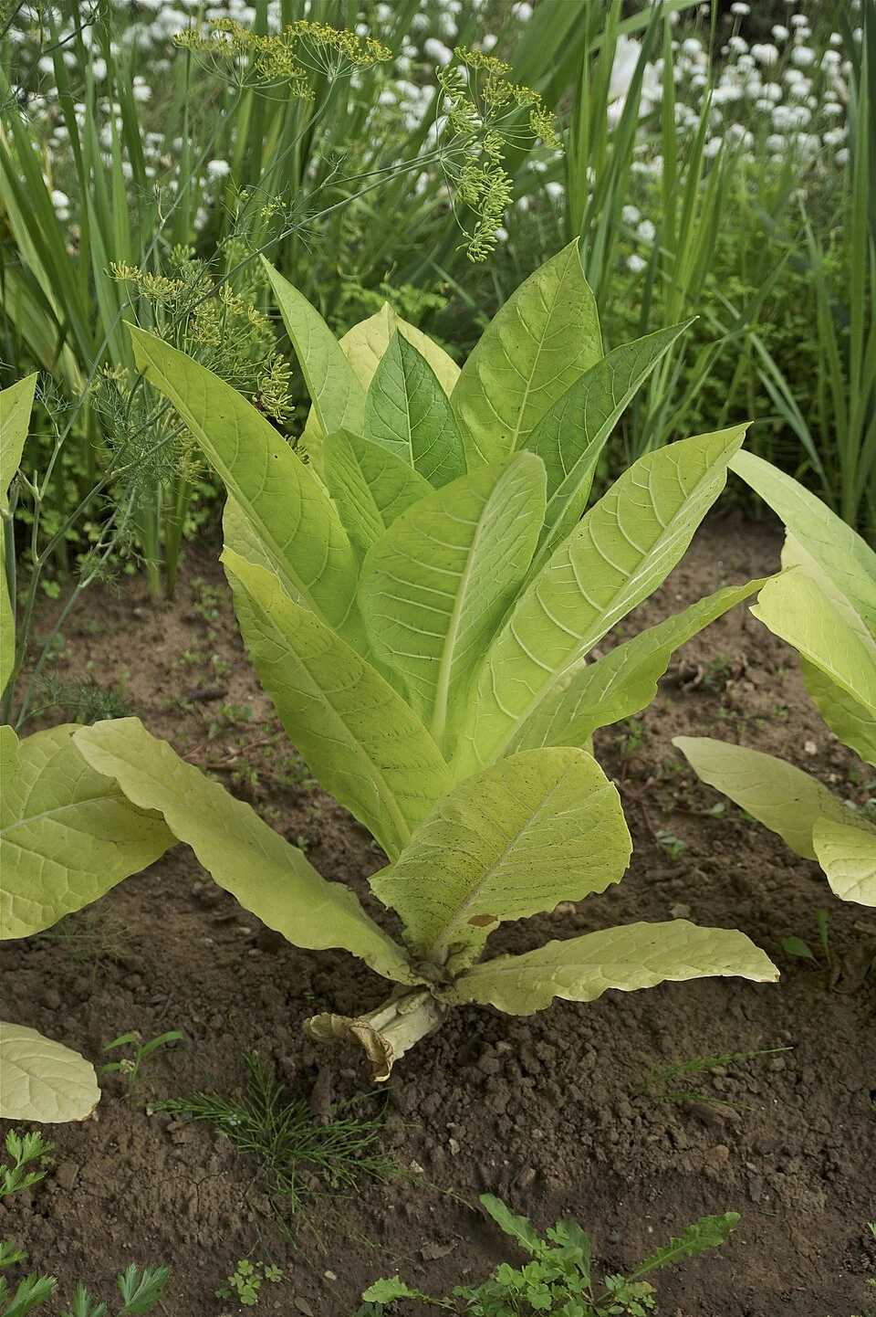 Tobacco