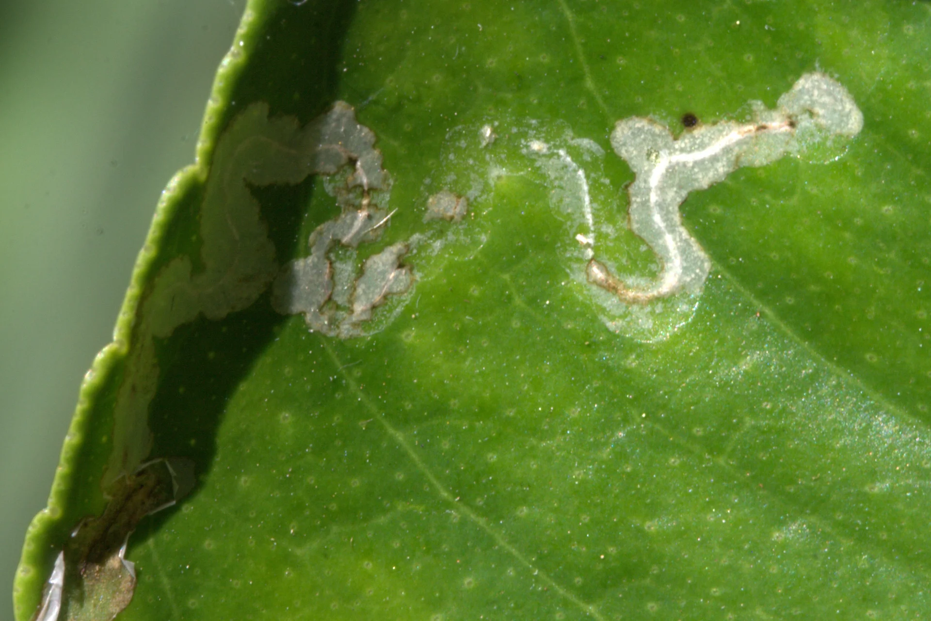 Close-up of pale serpentine leafminer mines with dark frass threads winding through a green citrus leaf