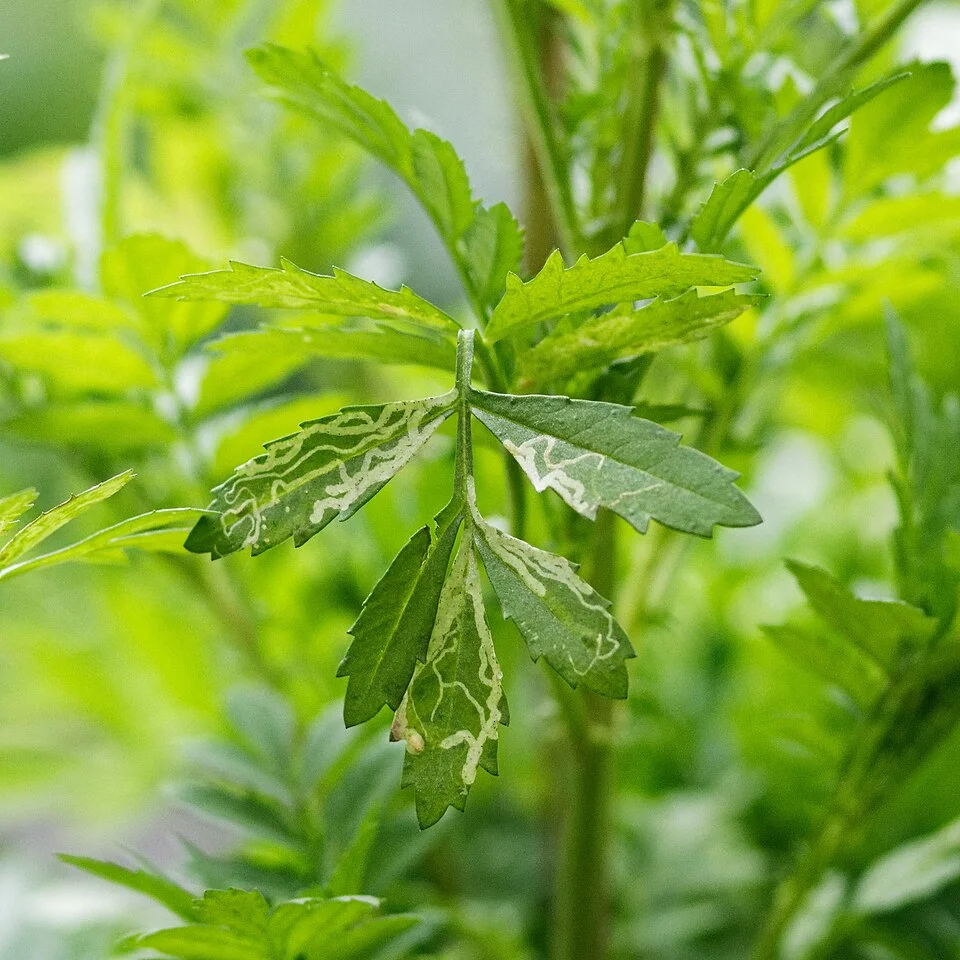 Pale serpentine leaf-miner mines winding across leaves of a plant in the field
