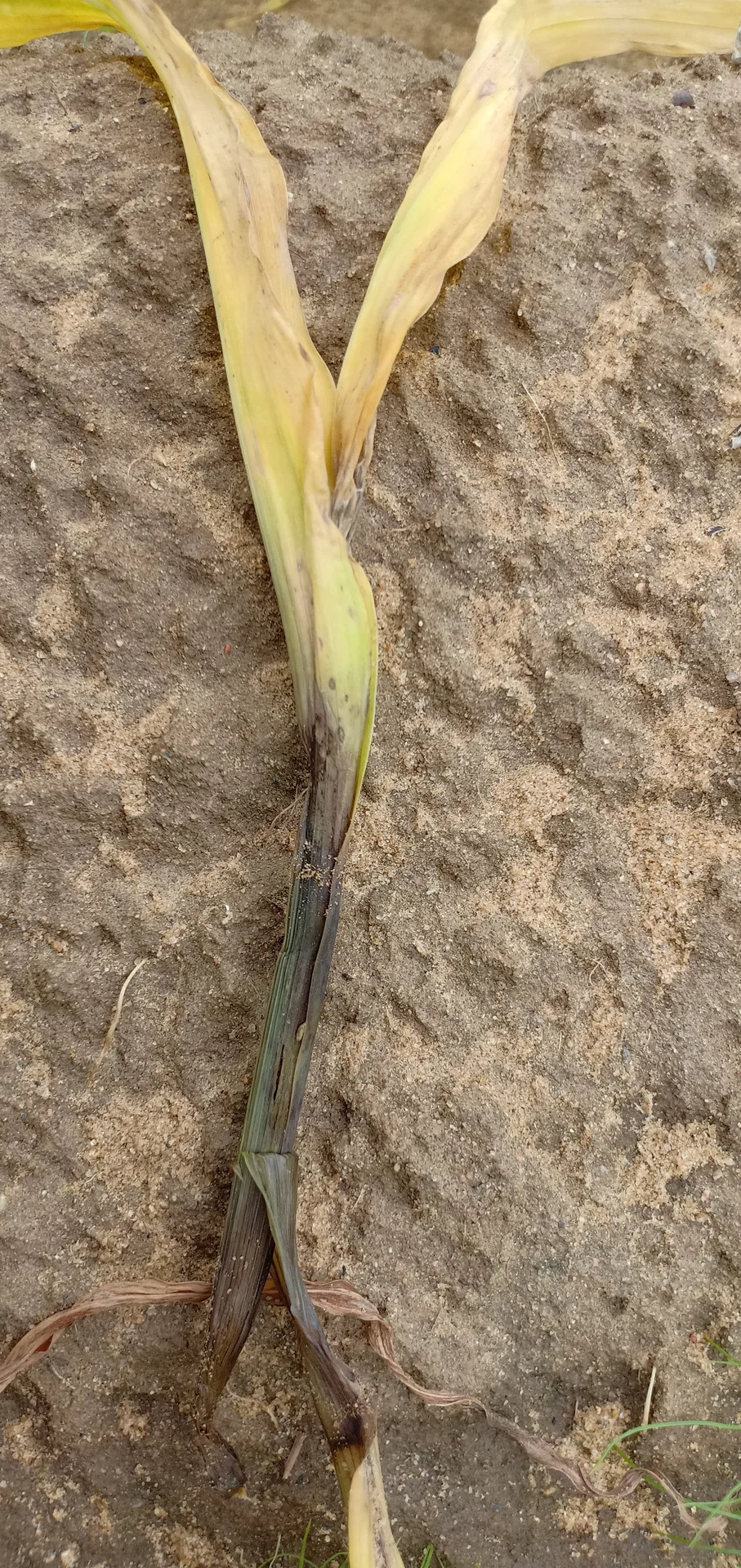Shoot fly dead-heart on a young millet seedling: the central shoot has wilted, yellowed and rotted dark at the base