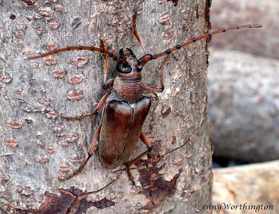 Cashew stem and root borer
