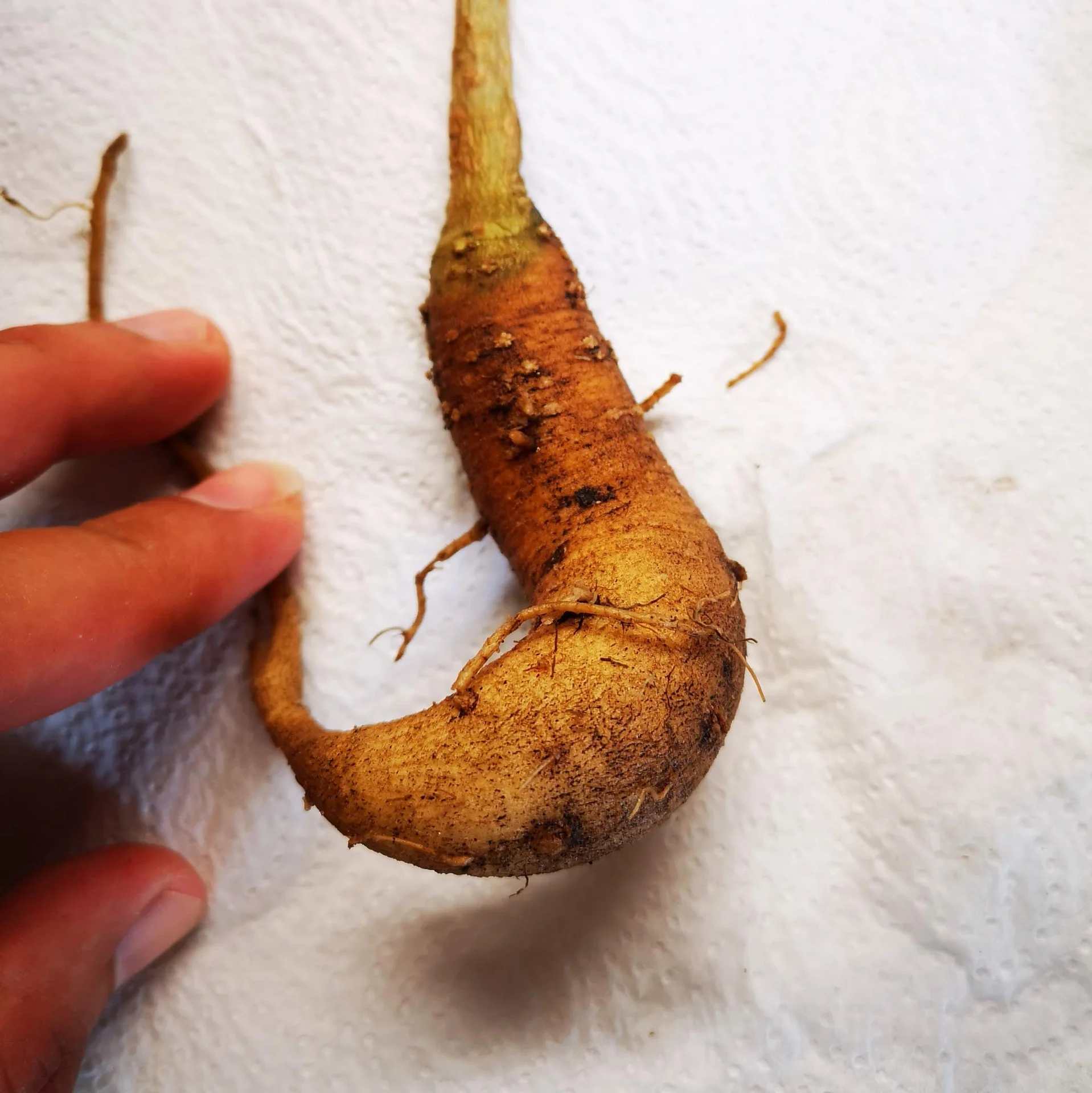 Firm, pale, carrot-like fleshy taproot of a young moringa lifted from the ground for inspection — the soft root that this rot turns brown, mushy and sloughing; farmers pull a wilting tree and check whether this taproot is still firm and pale or has gone soft and rotten.
