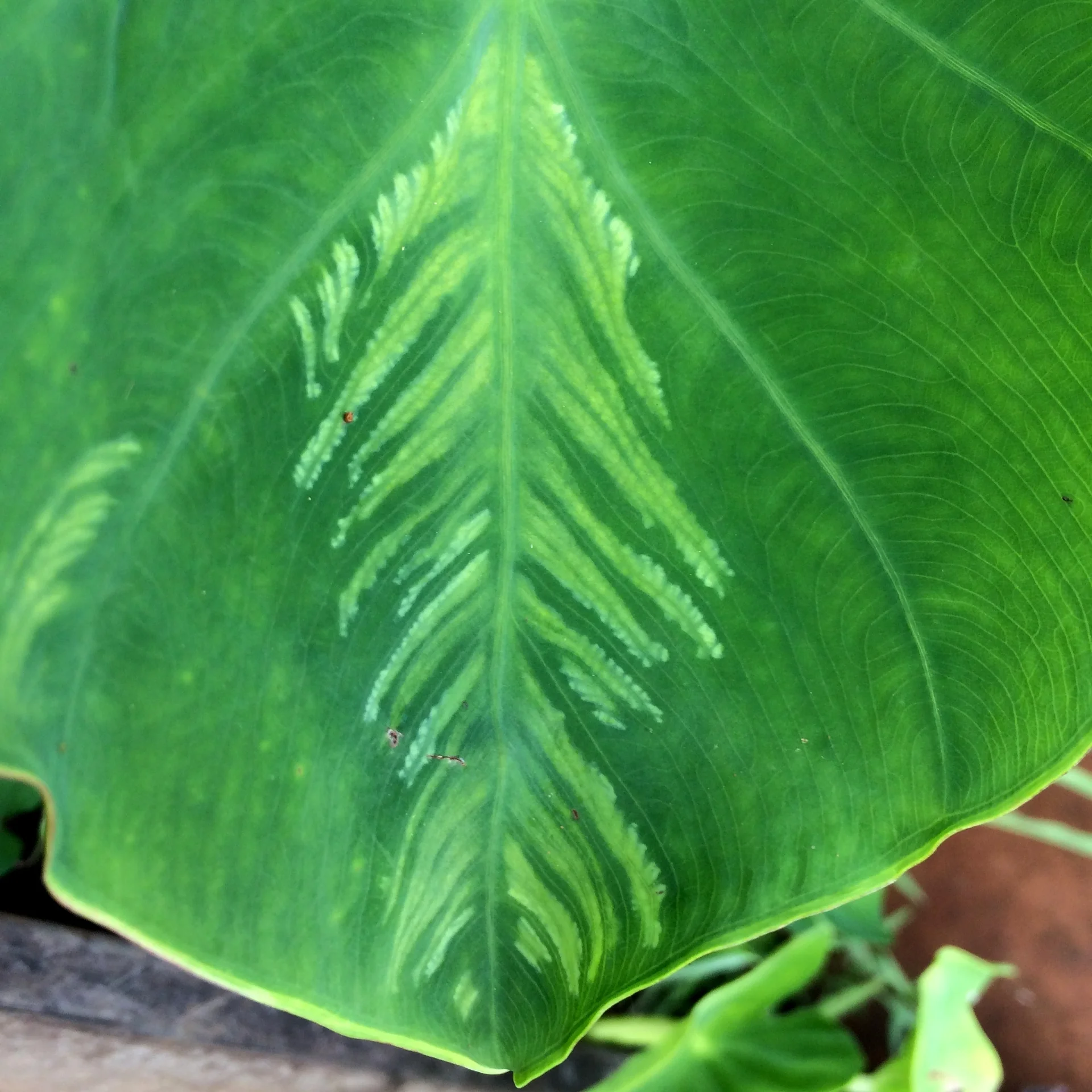 Taro leaf on the plant showing bleached, feathery pale-green mosaic running along the veins caused by dasheen mosaic virus