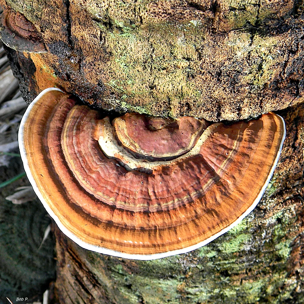 Reddish-brown, shelf-like bracket fungus (conk) of Ganoderma butt rot with a pale white rim, growing on the base of a palm trunk