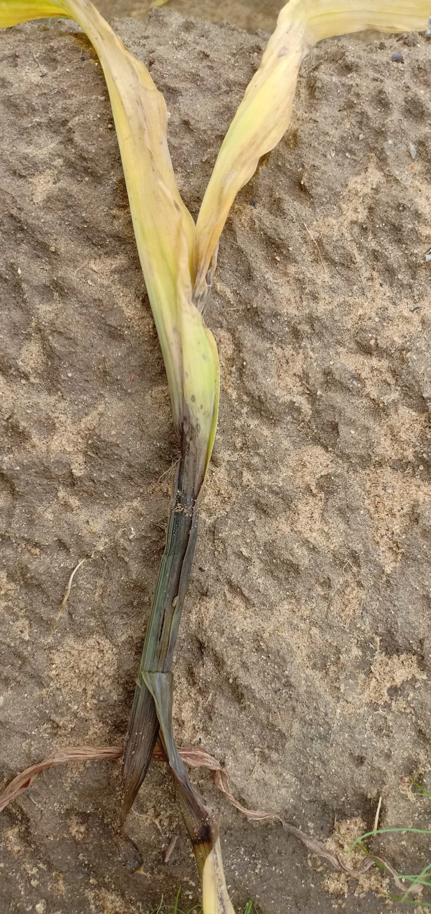 Shoot-fly deadheart: a young cereal seedling with its central shoot killed, rotted and blackened at the base while the outer leaves yellow
