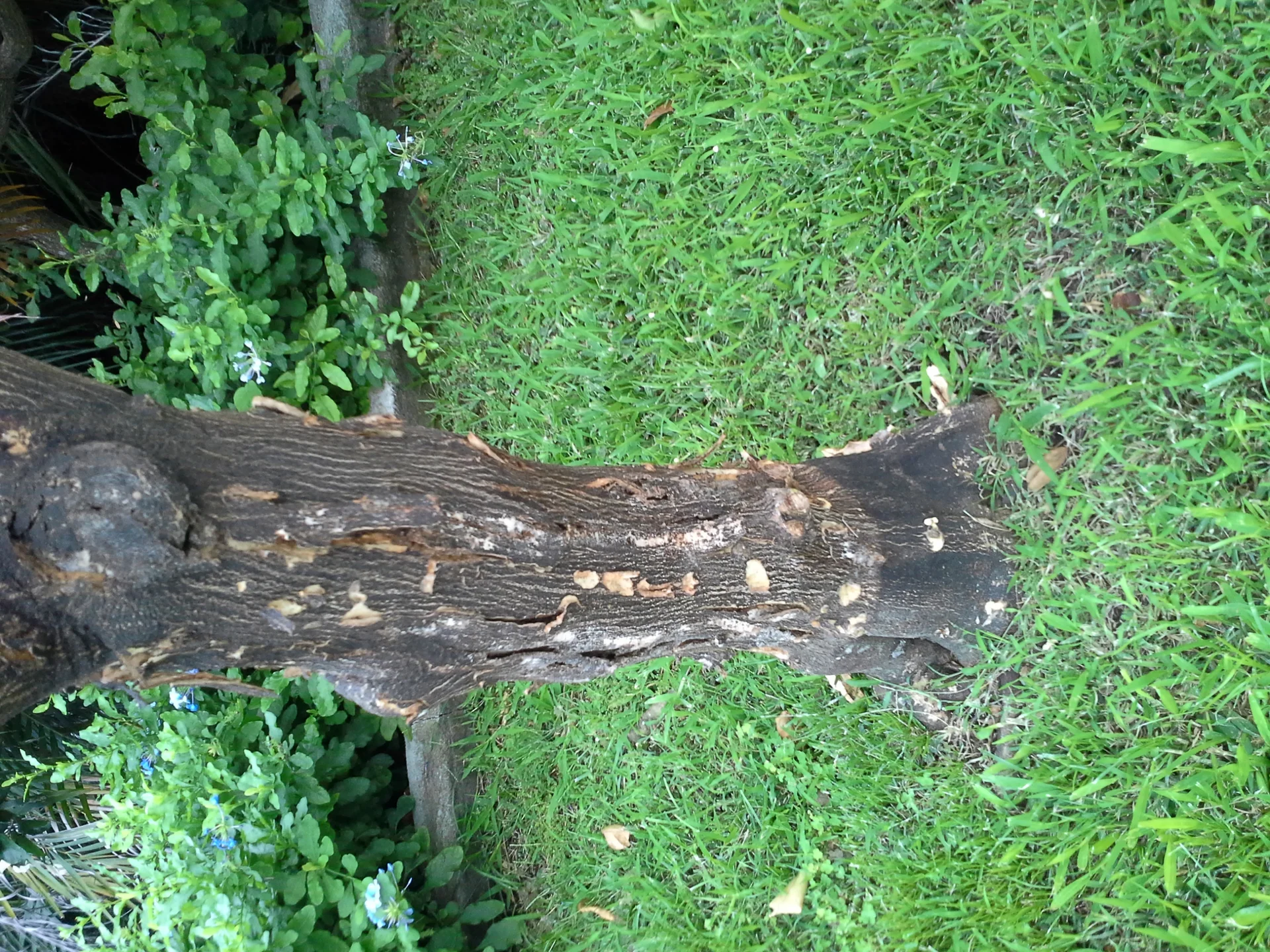 Cracked, dying bark peeling away from the wood on a citrus trunk killed by foot rot / stem canker