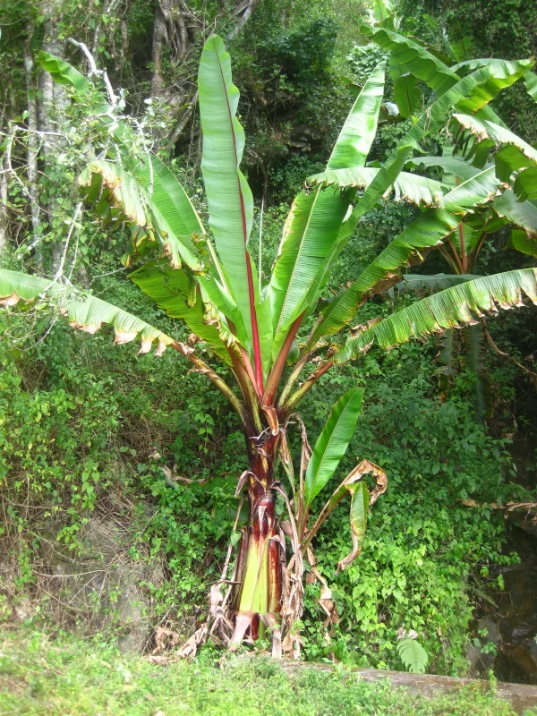 A green enset plant with broad banana-like leaves and a swollen leaf-sheath trunk growing on a highland slope
