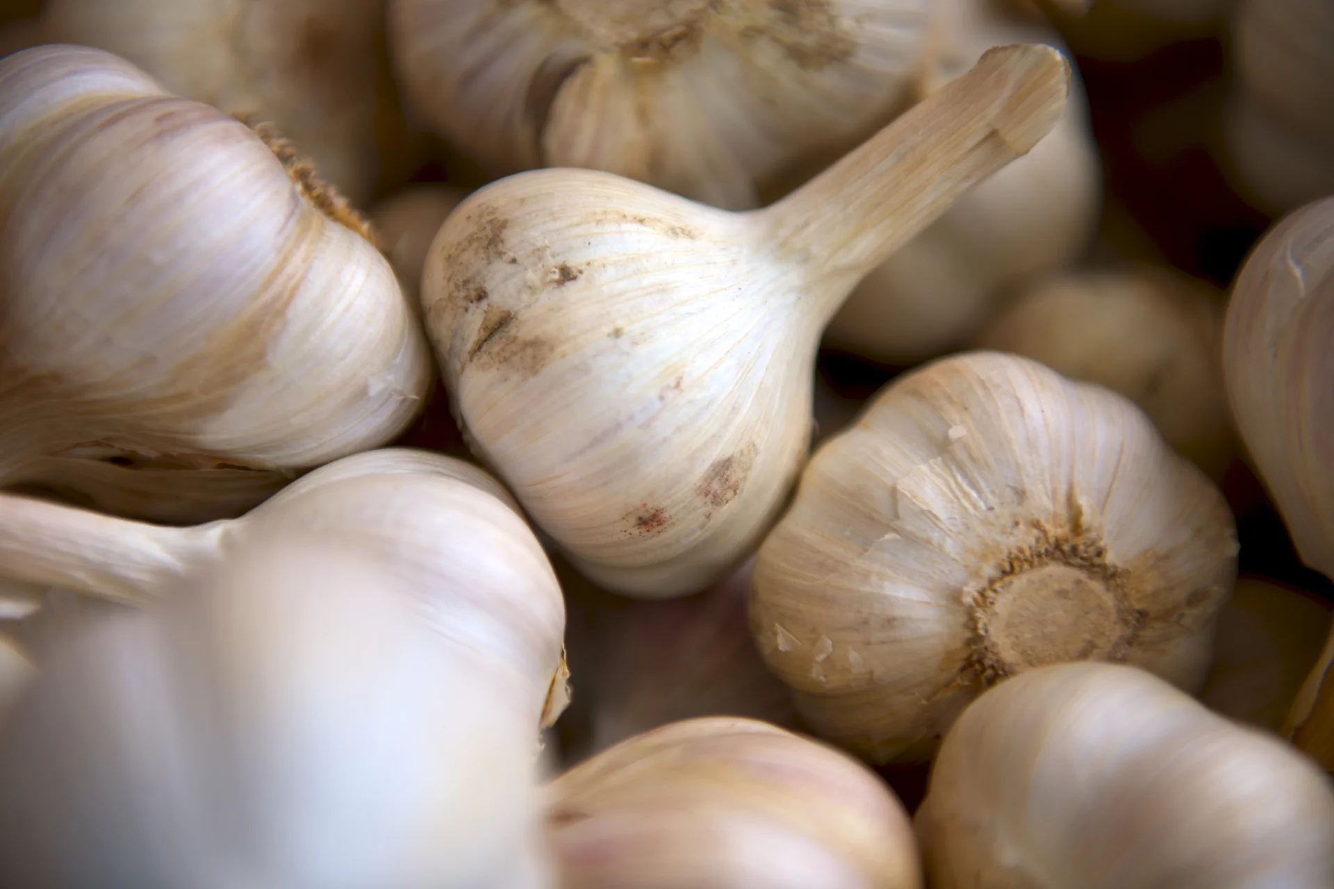 A pile of harvested whole garlic bulbs with papery white-and-tan skins