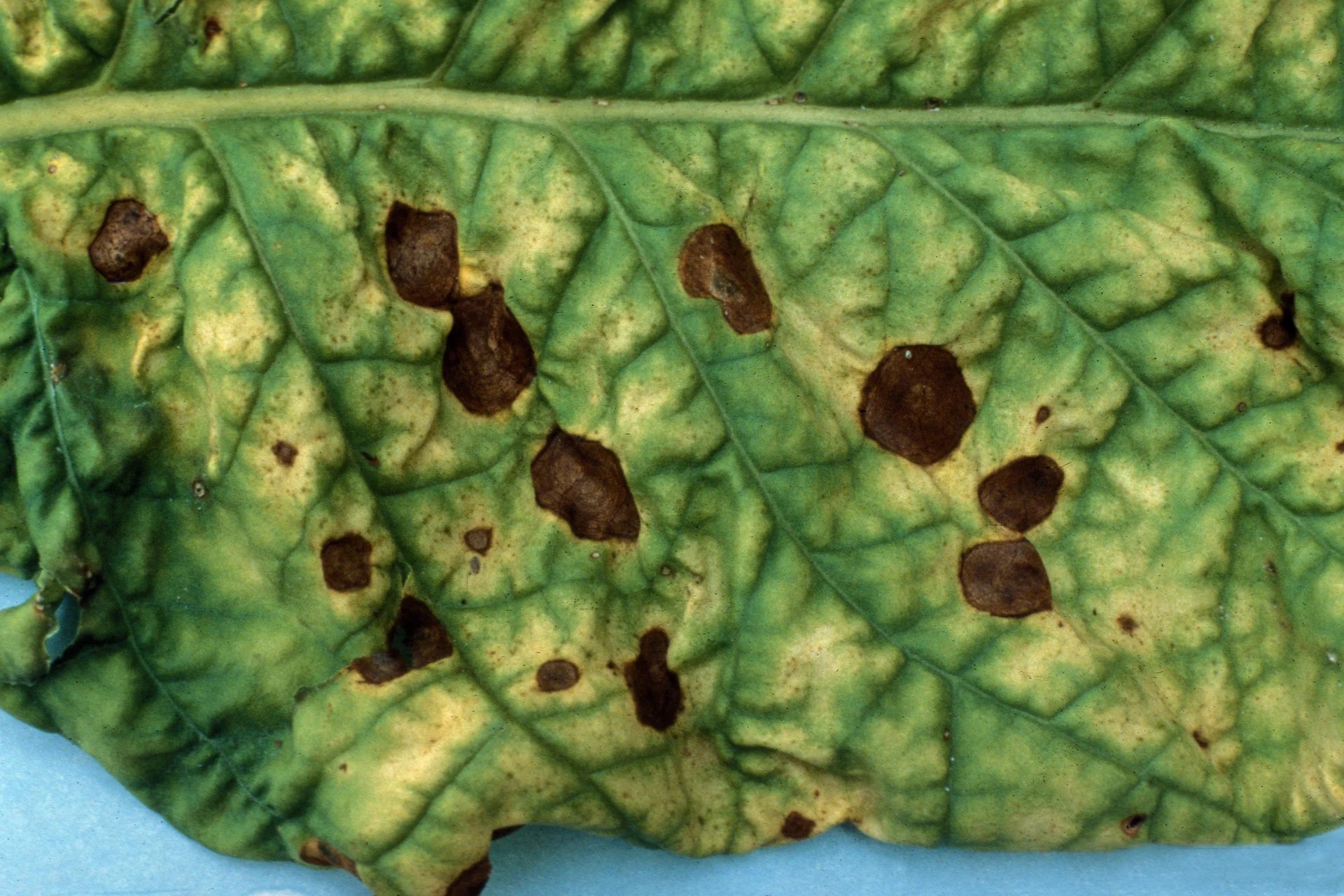 Round brown target-ring spots, each about a fingernail to a coin wide and ringed by a yellow halo, scattered over an ageing yellow-green tobacco leaf — classic tobacco brown spot
