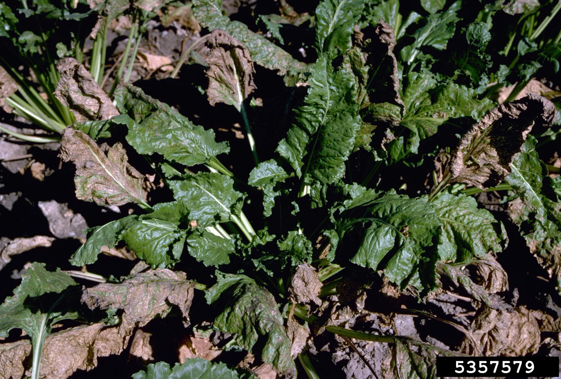 Beet plants in the field with their older, outer leaves scorched brown and collapsing from heavy Cercospora leaf spot, while the young centre leaves stay green.