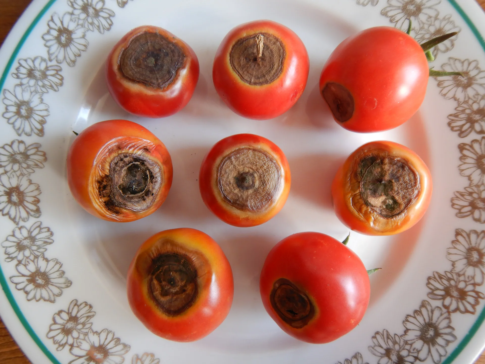 Ripe tomatoes with dark, sunken, leathery stem-end rot showing concentric target rings — early blight fruit lesions