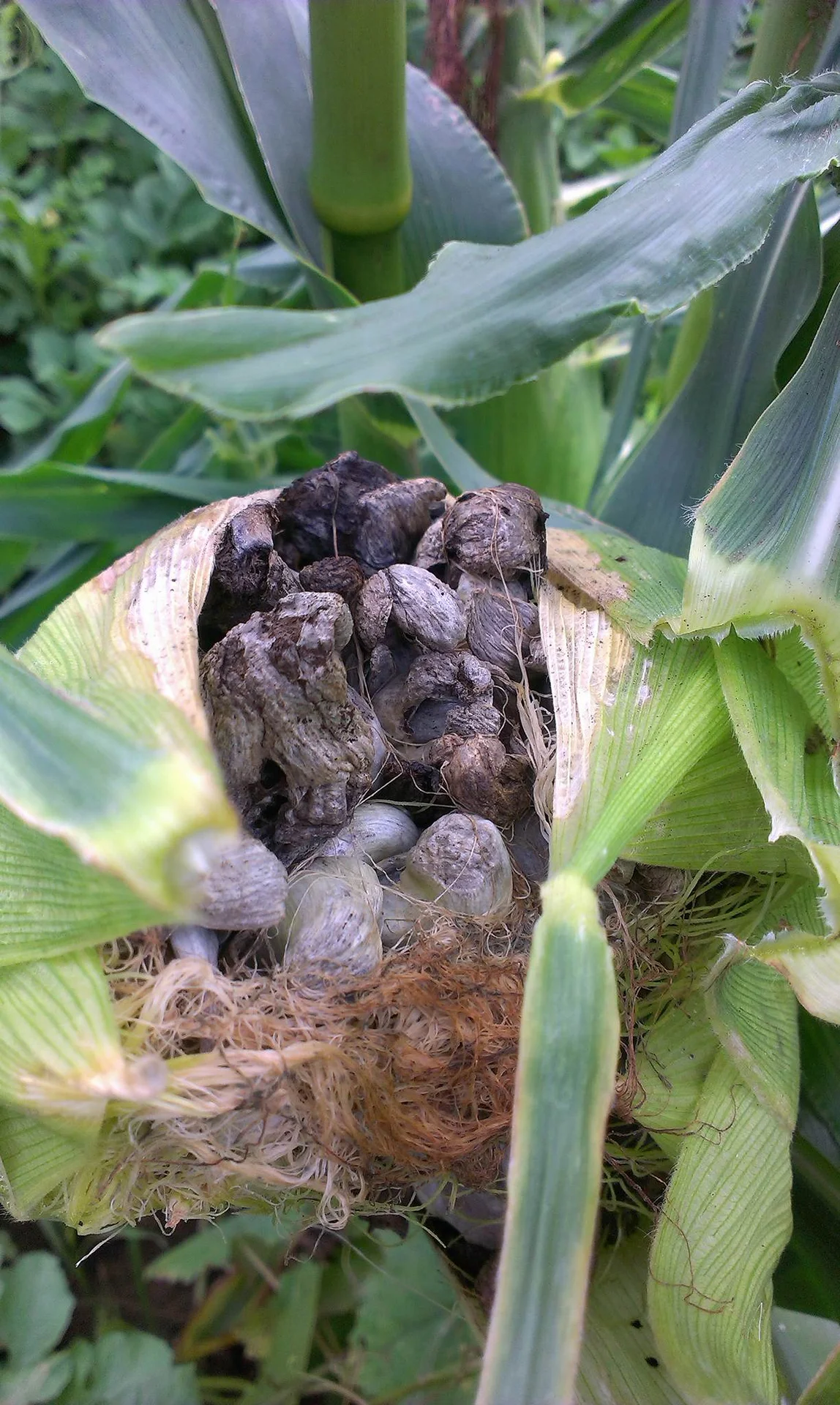 Maize cob with mature smut galls darkening and drying to burst into sooty black spore powder, still on the plant