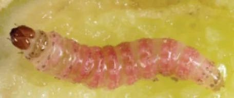 A pink shoot-borer caterpillar with a dark head burrowing in the pale flesh of a host fruit