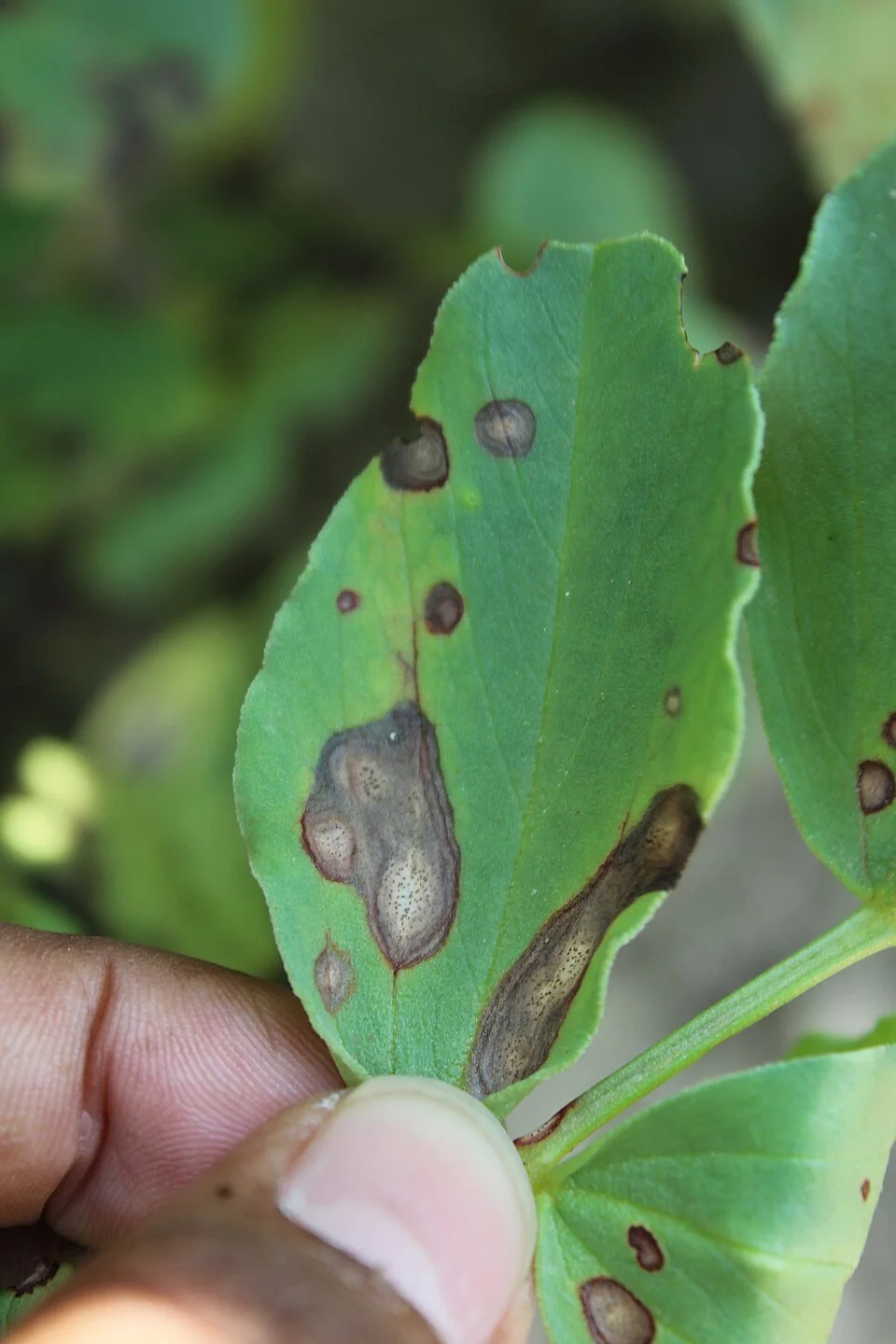 Ascochyta blight