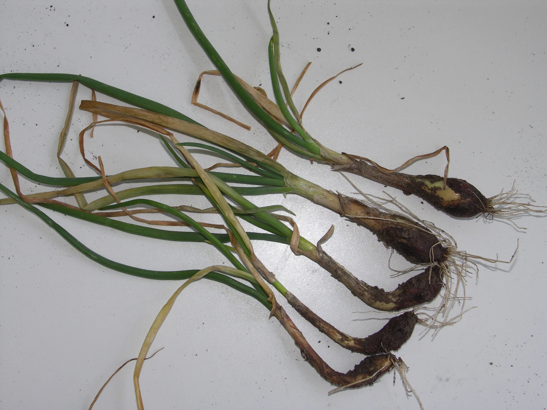 Several onion plants pulled from the field, their necks and stem bases browned and blackened with soft Botrytis rot while the leaves yellow and collapse