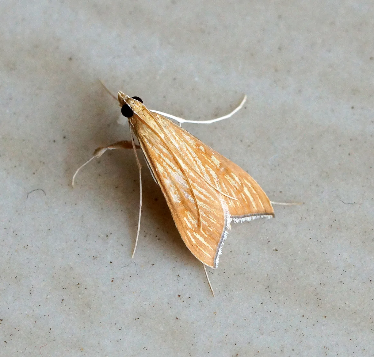 Adult sesame capsule borer moth, small and slender with orange-brown wings marked by pale streaks