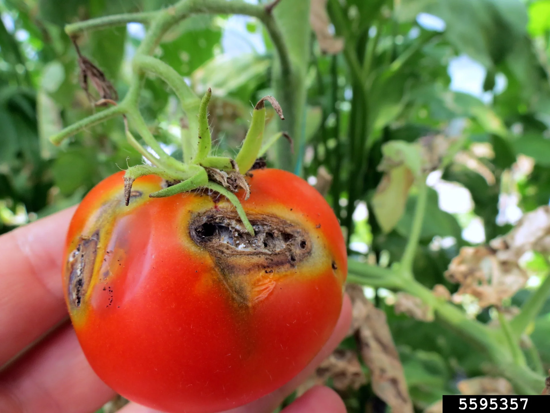 A red tomato on the plant with dark tunnelled boring holes and rot near the green cap, caused by tomato leafminer grubs