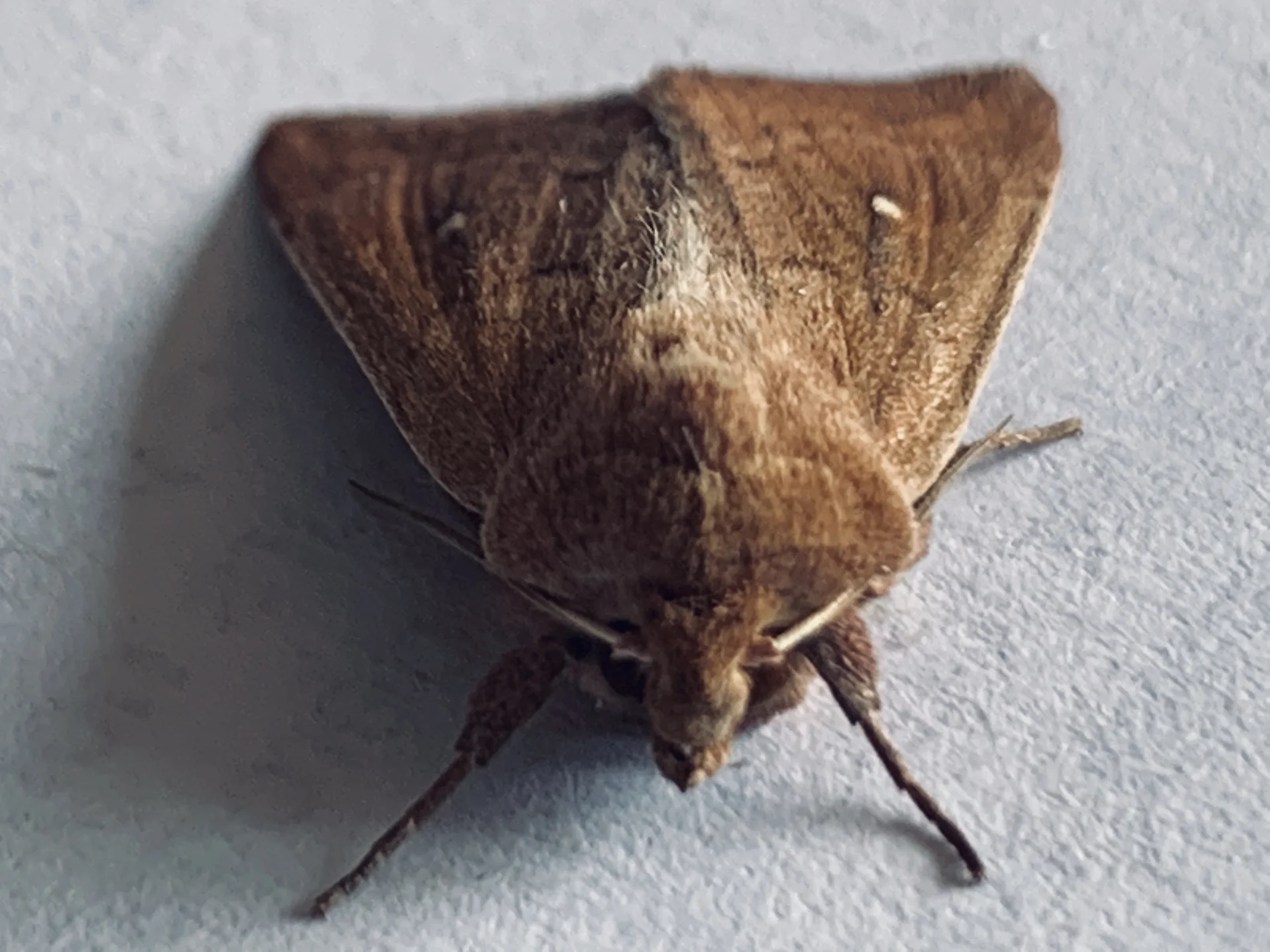 Adult stem borer moth, a dull straw-brown night-flying moth that farmers see resting near lights