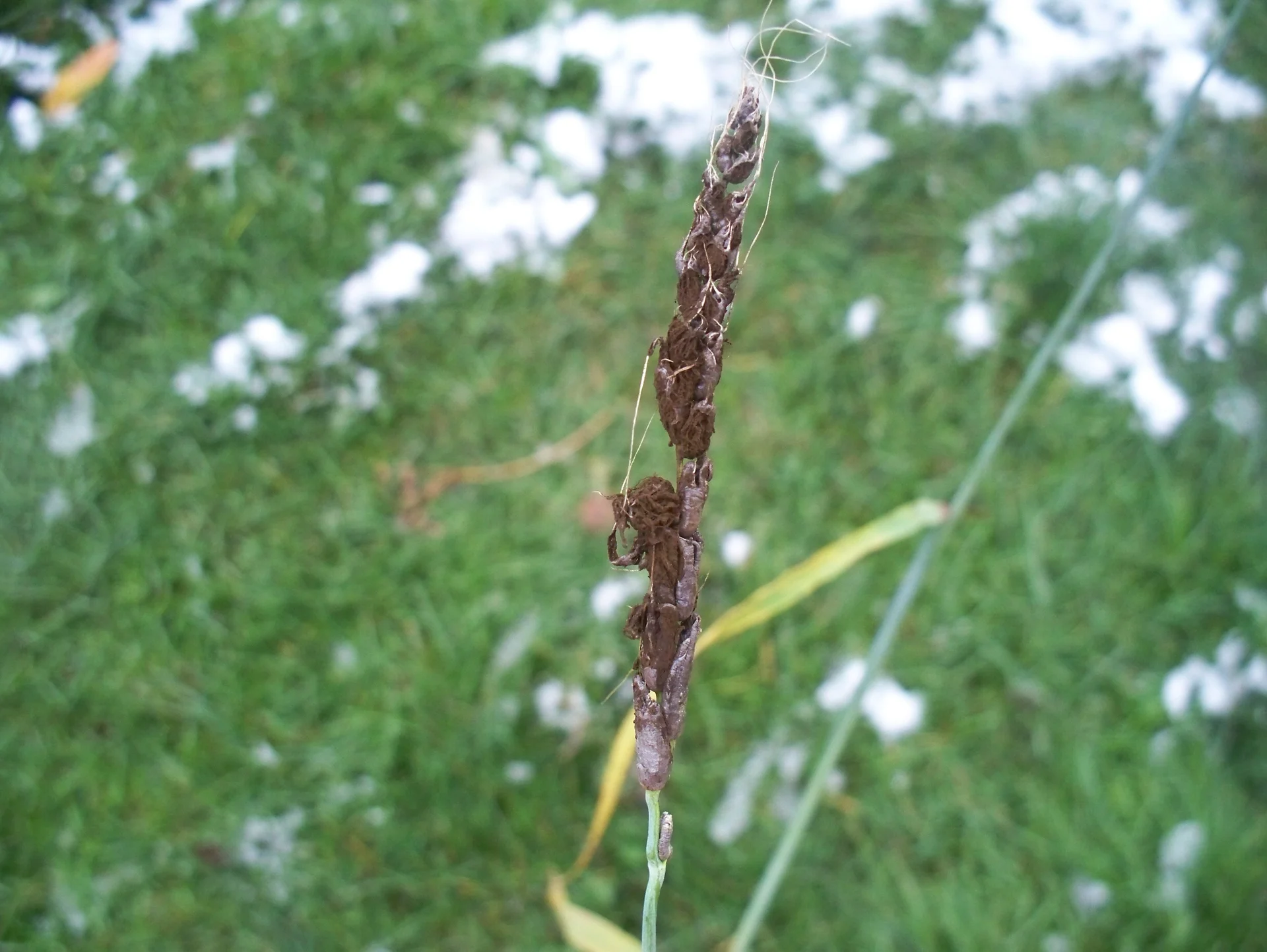 A single barley head destroyed by loose smut in the field, its grain replaced by a brown-black powdery mass on a bare spike among green plants