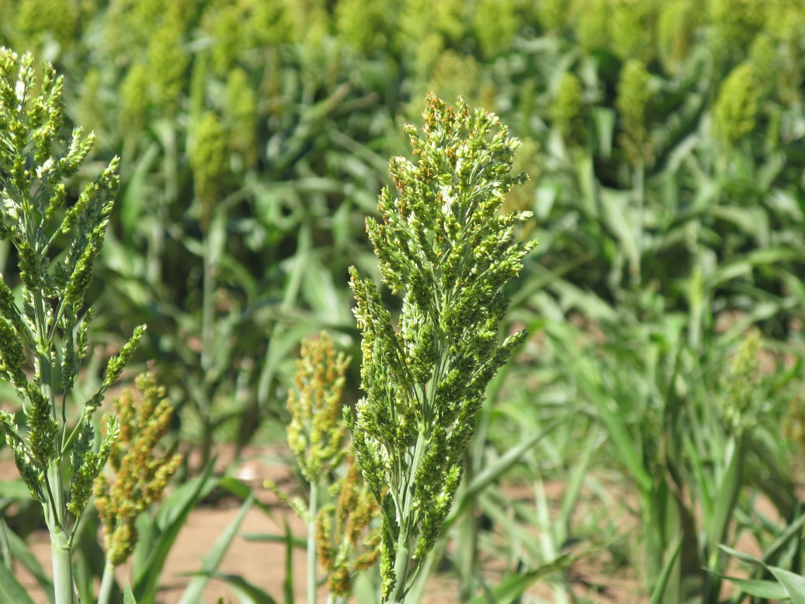 Flowering sorghum heads in the field with yellow-orange anthers dangling from the panicles — the short flowering window when sorghum midge attacks and when farmers must scout.