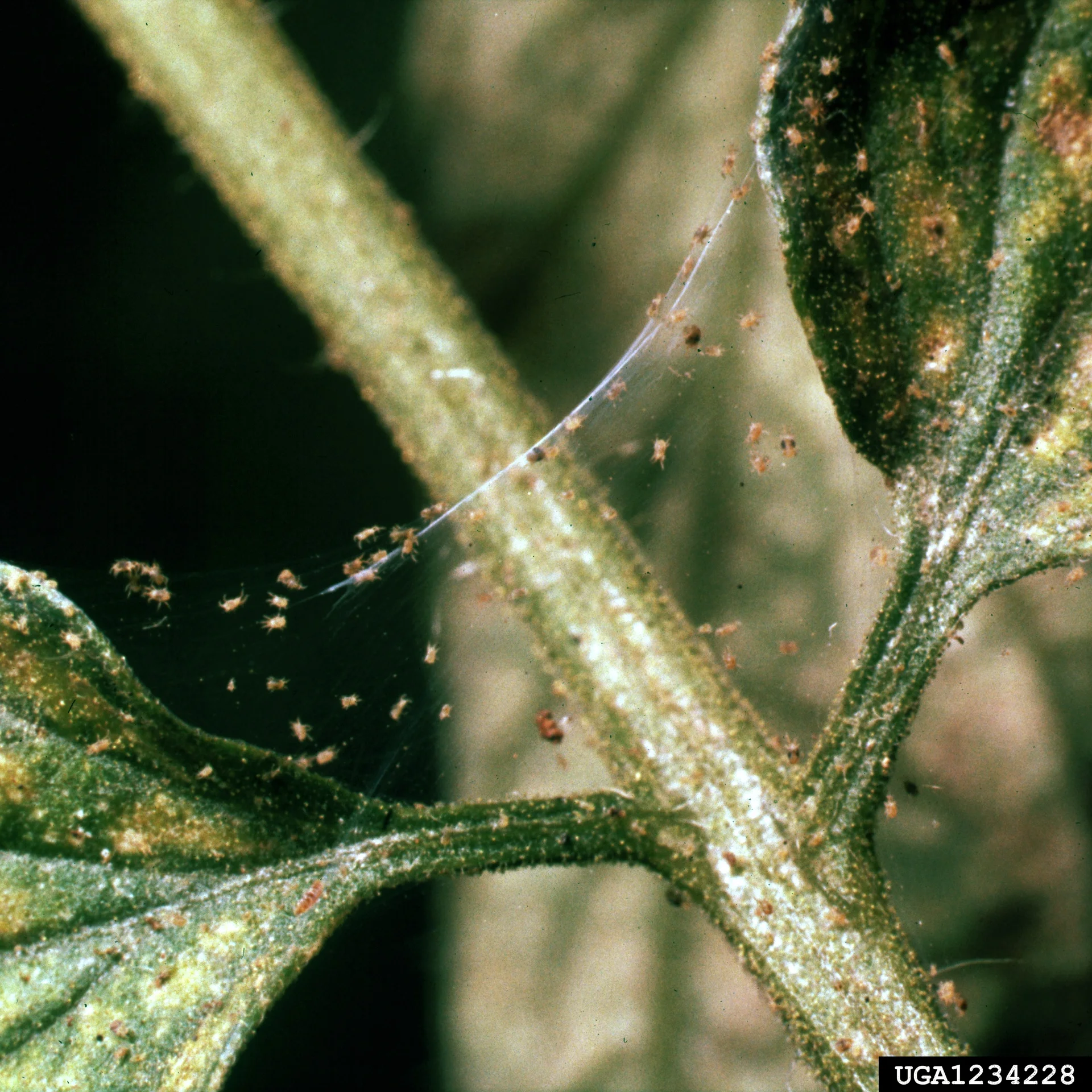 Tiny spider mites and their fine silky webbing on a leaf and stem, with pale yellow speckling (stippling) on the leaf surface