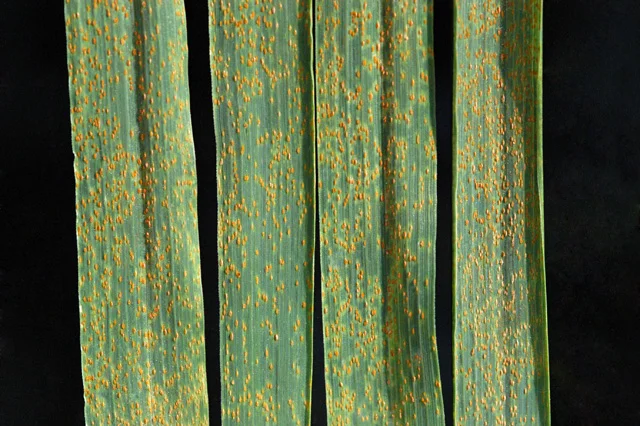 Scattered orange-brown rust pustules dusting the narrow grass leaf blades of a cereal, the same rusty powdery spots teff rust makes on teff leaves