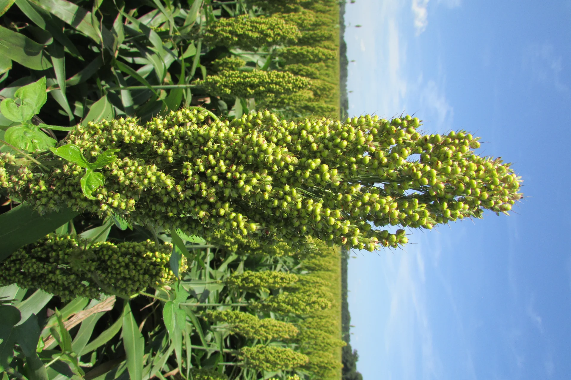 Close-up of a healthy sorghum grain head in the field, showing clean, evenly coloured developing grain on the panicle — the part of the plant where head smudge appears as a dark, sooty stain on the glumes and grain.