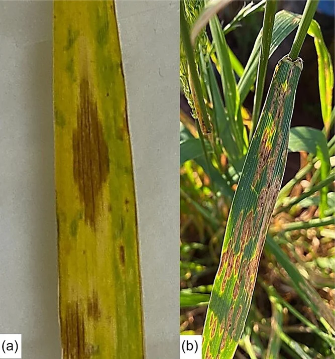 Brown blotches with yellow halos on a wheat leaf in the field (Septoria nodorum blotch)