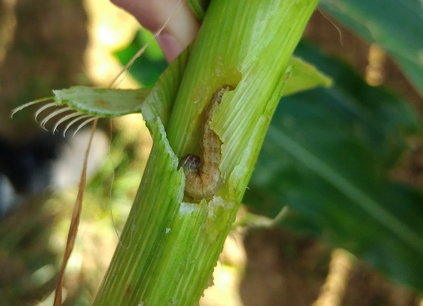 Fall armyworm caterpillar boring into and feeding inside a maize stalk