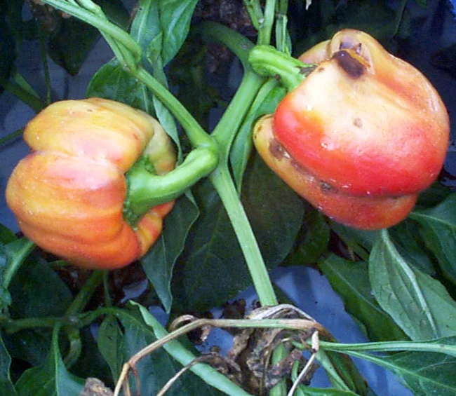 Pepper viruses