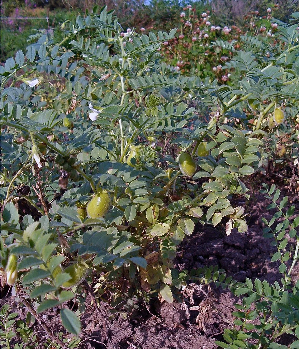 Chickpea