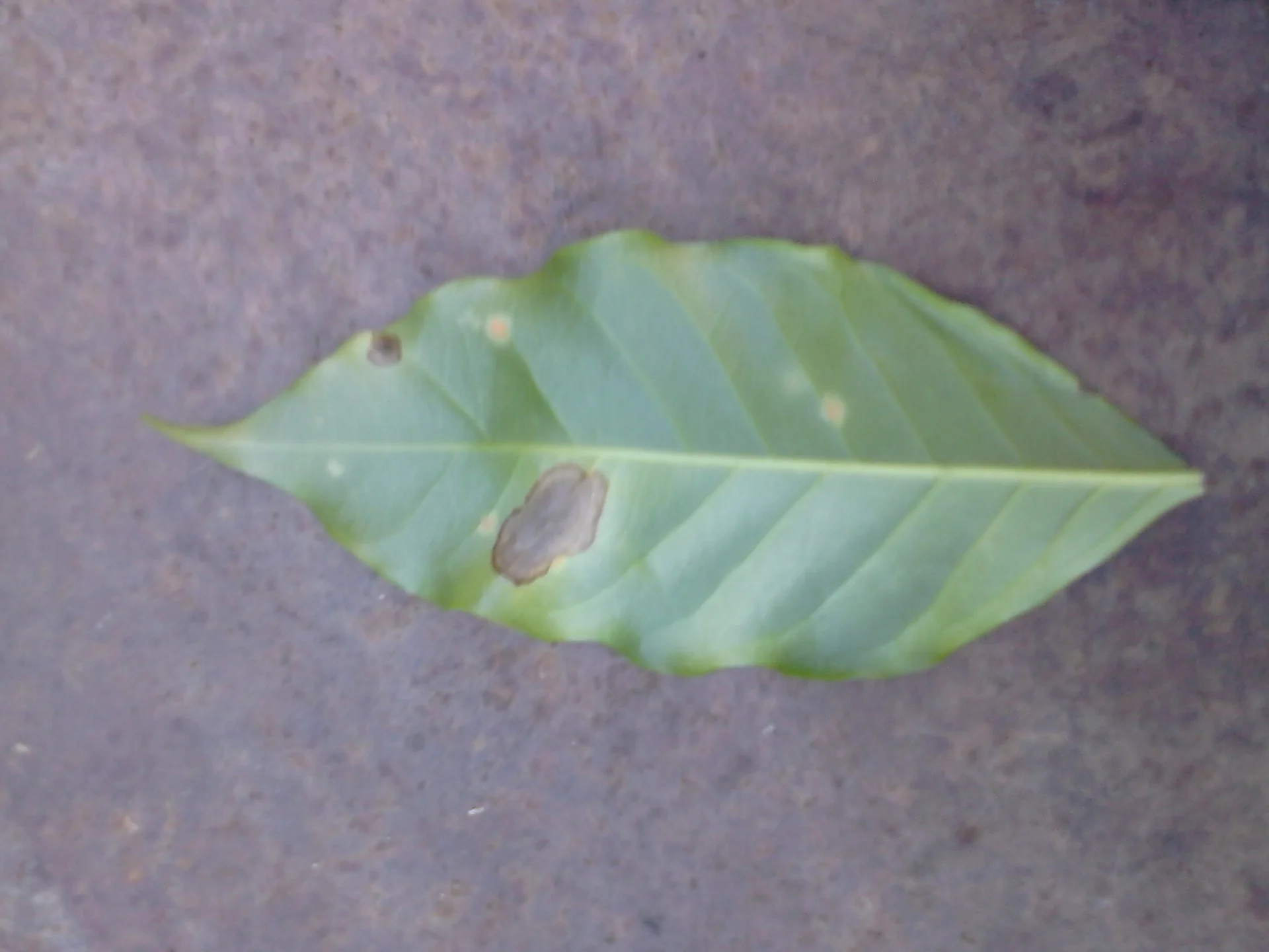 Brown eye spot lesions on a coffee leaf, grey cracked centres ringed by brown margins