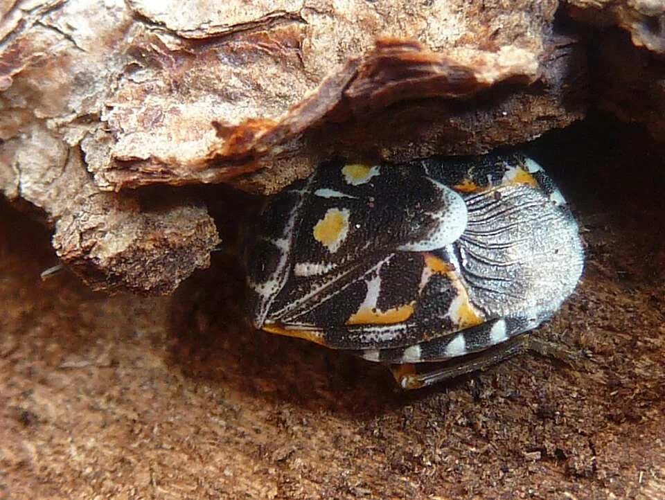 Antestia bug