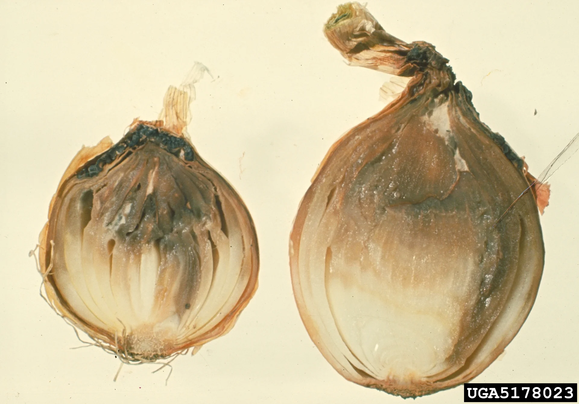 Two onion bulbs cut in half showing grey-brown neck rot spreading down from the neck, with black sclerotia crusting around the neck